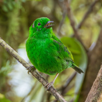 Glistening-green Tanager